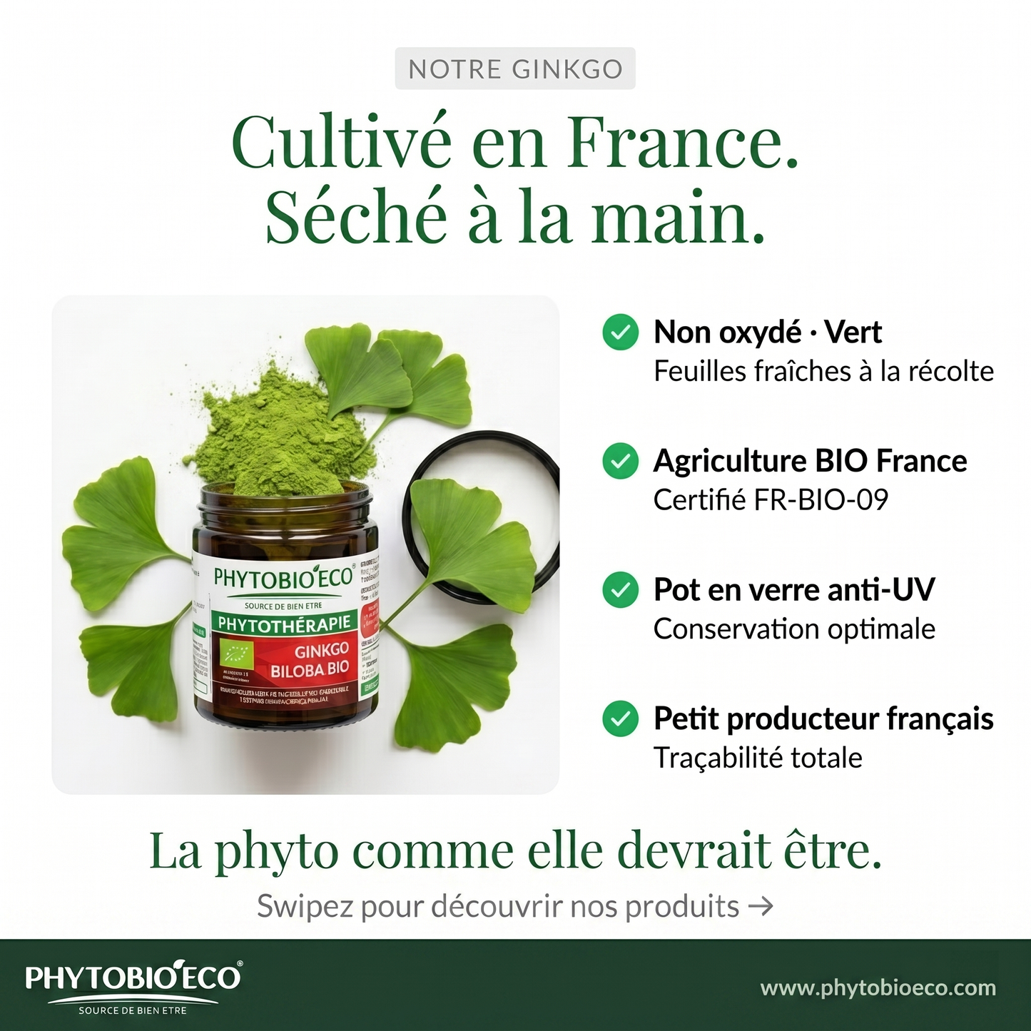 Ginkgo Biloba biologique Culture France