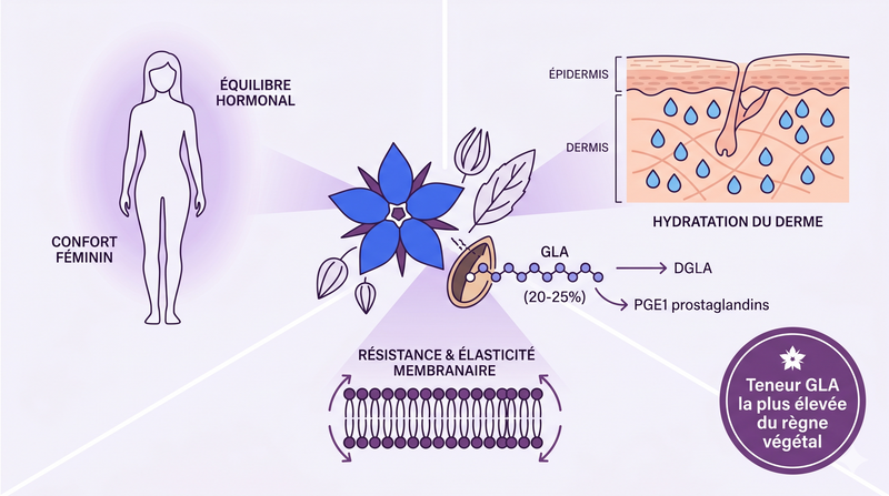 Bourrache biologique