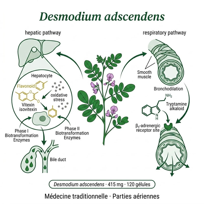 Desmodium adscendens