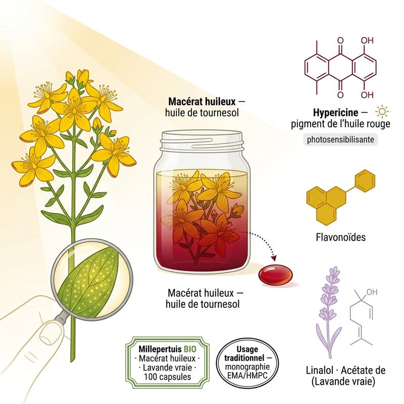 Millepertuis biologique
