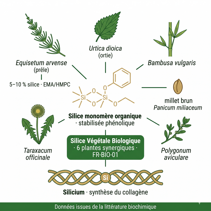 Silice Végétale biologique