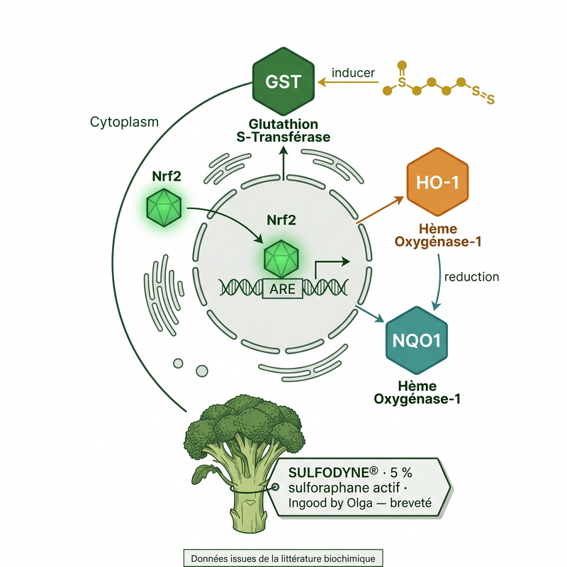 Sulforaphane SULFODYNE®