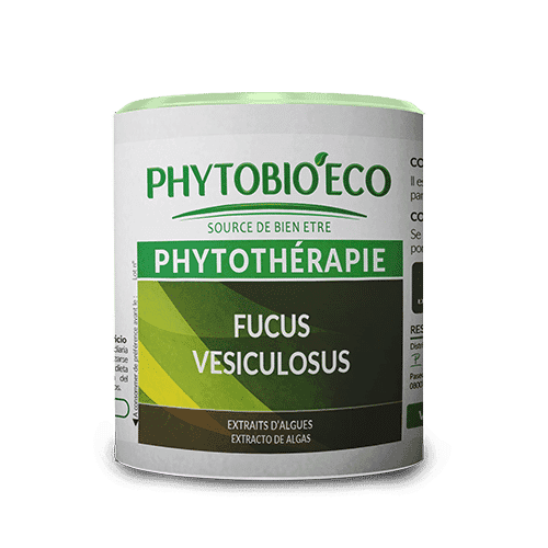Fucus vésiculosus
