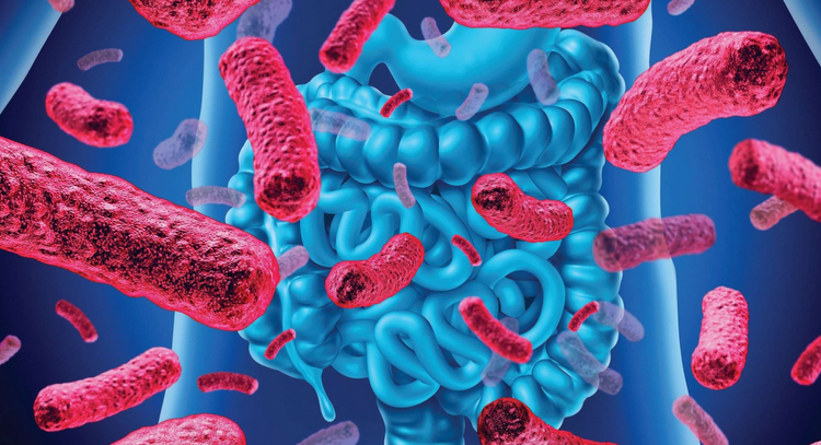 Microbiote - Flore intestinale