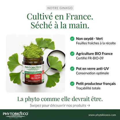Ginkgo Biloba biologique Culture France
