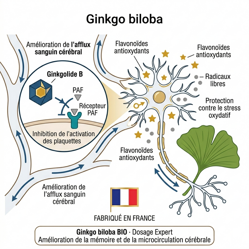 Ginkgo Biloba biologique Culture France
