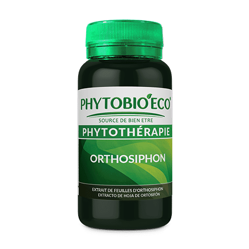 orthosiphon